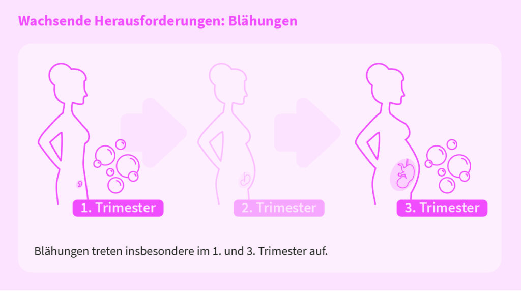 Blähungen in der Schwangerschaft treten insbesondere im 1. und 3. Trimester auf